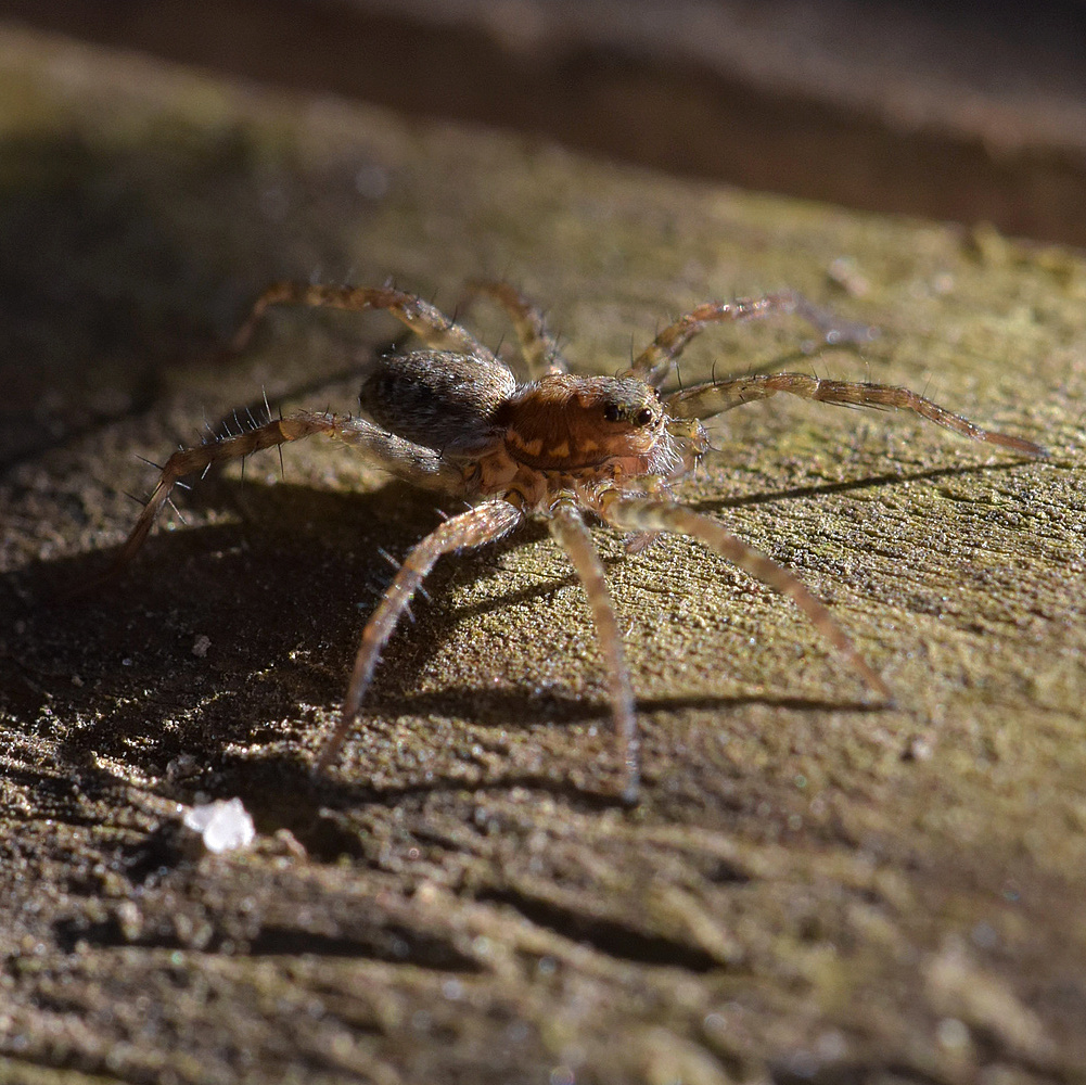 Spinne2