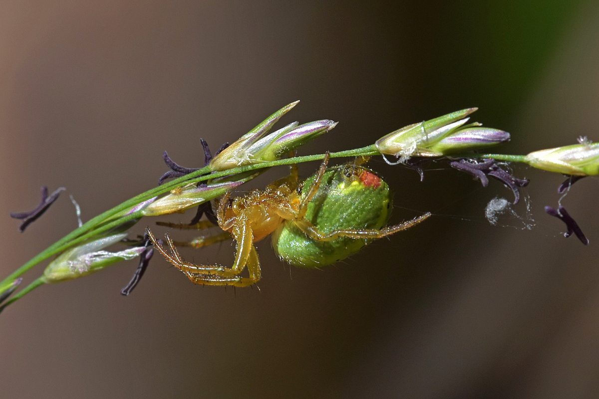Spinne4