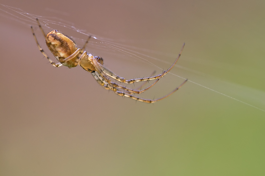 spinne4