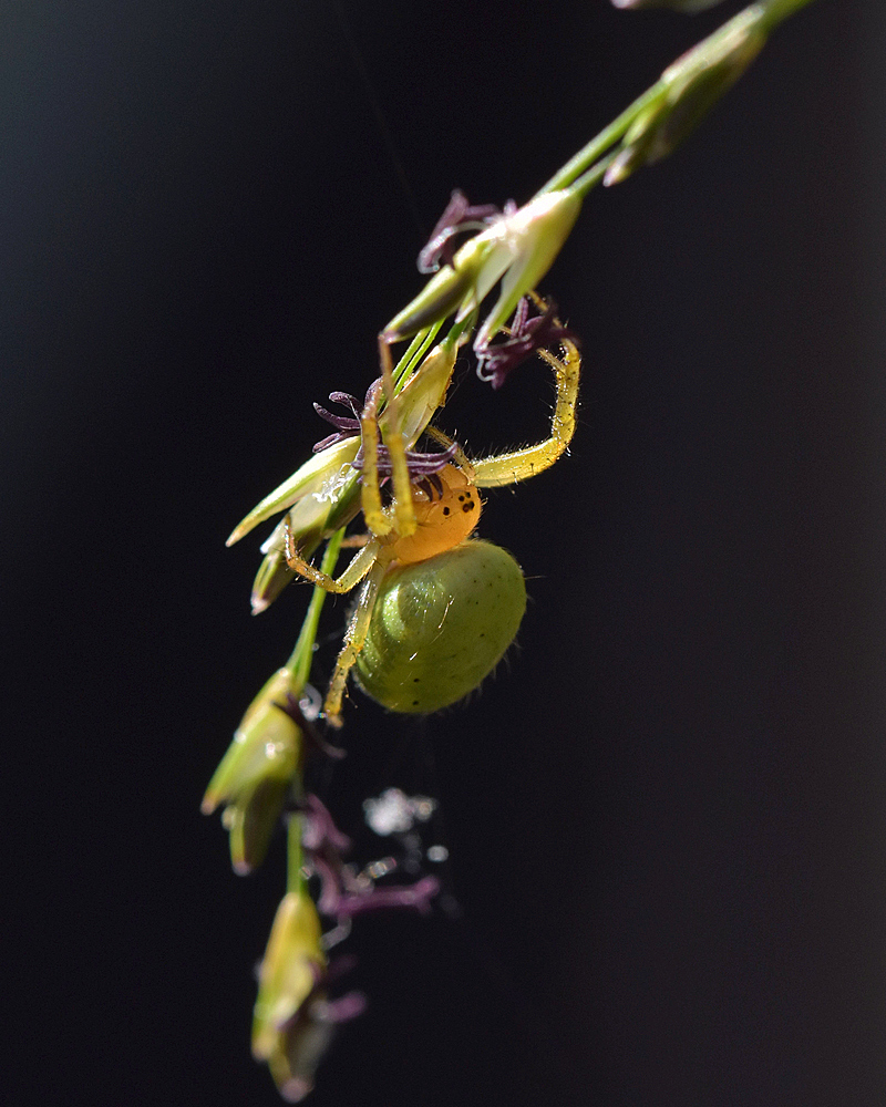 Spinne5