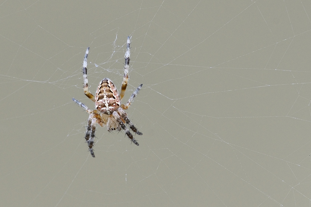Spinne_1