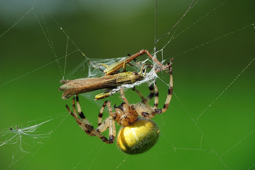 SpinneFaengtHeuschrecke