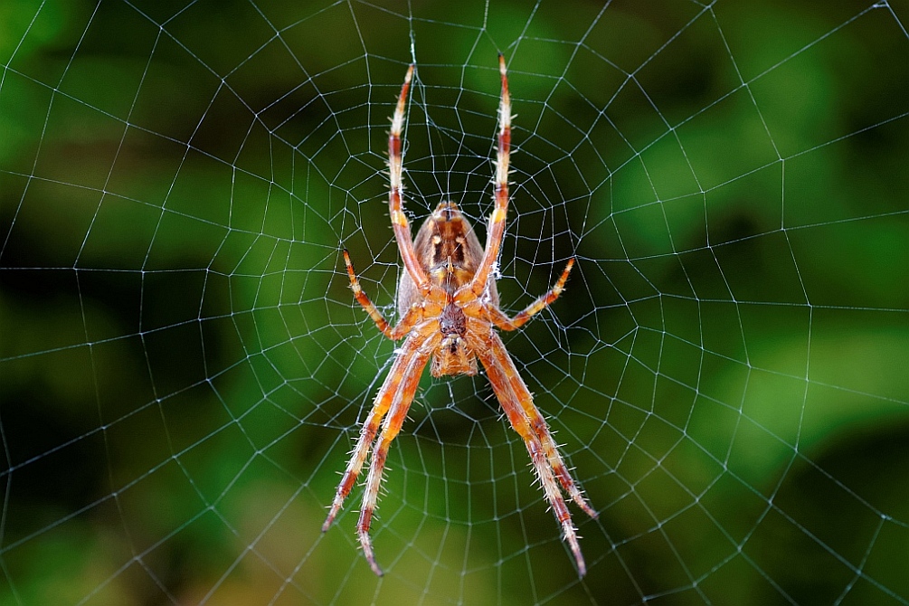 SpinneimNetz