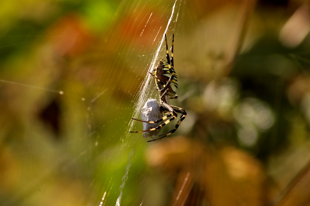 Spinnen DSC 0445

Mit einer Nikon D50 und Tamron 55-200