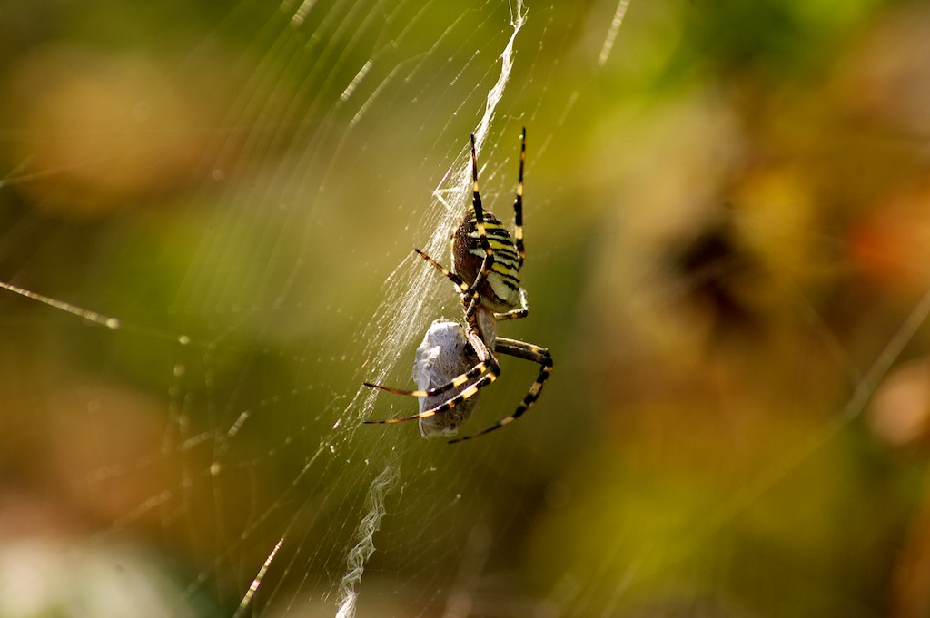 Spinnen DSC 0448

D50/Tamron 55-200