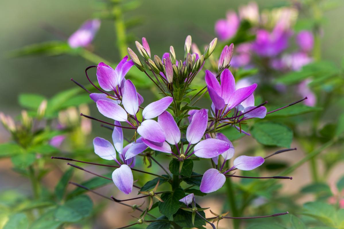 Spinnenblume