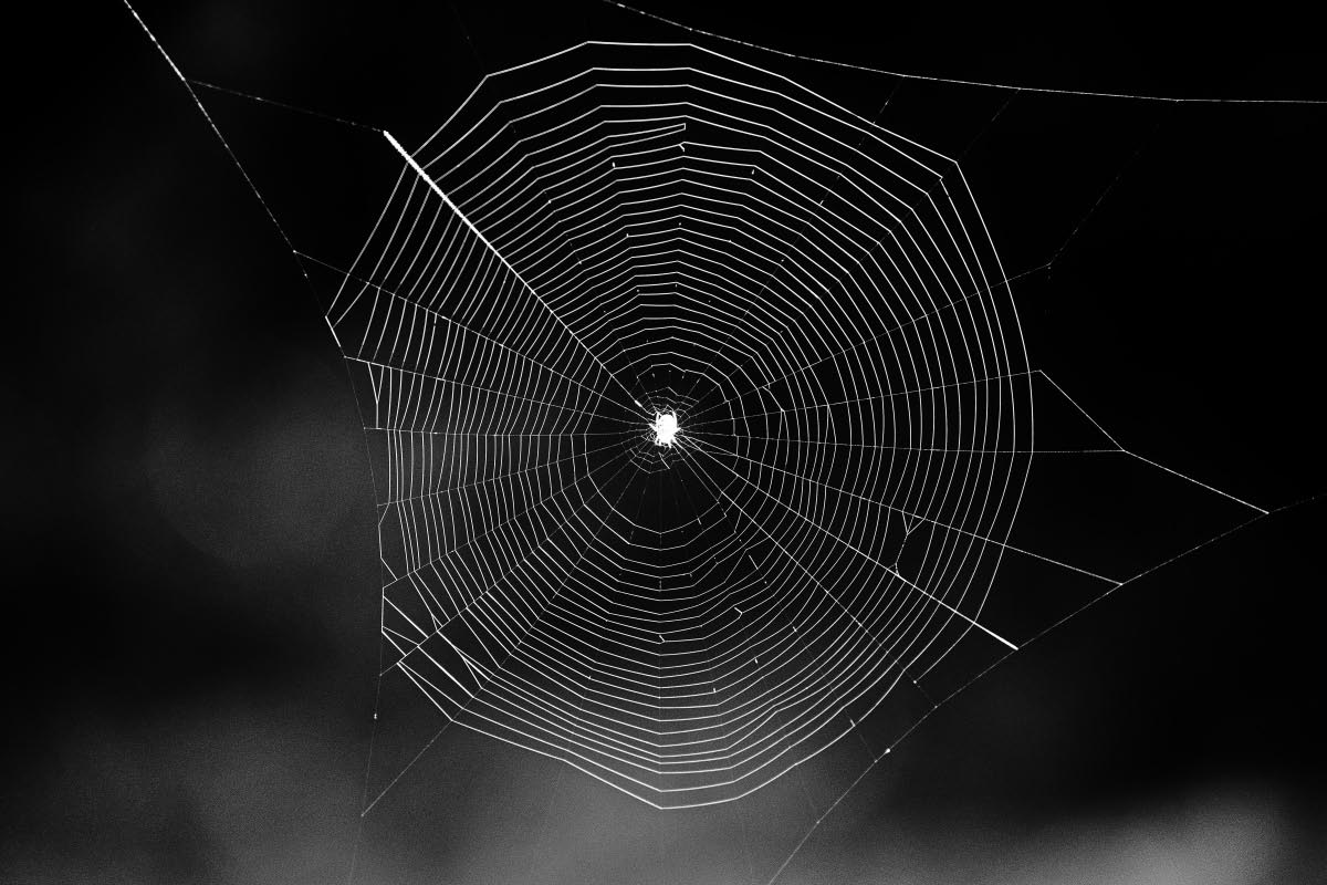 Spinnennetz 1 BW.jpg