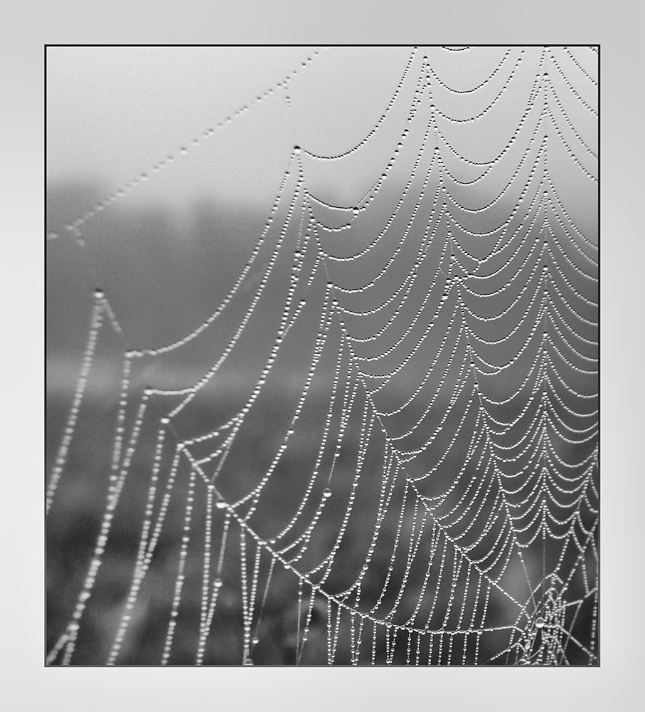 Spinnennetz im Morgentau