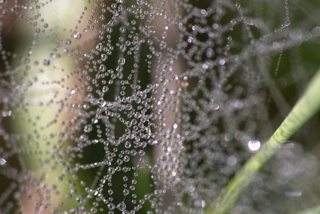 Spinnennetz mit Tau (DSC_2372)
(Nikon 55-200 mit Raynox 150 Nahlinse)