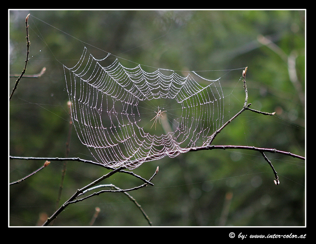 spinnennetz