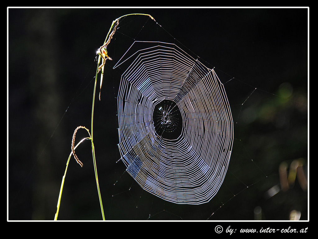 spinnennetz
