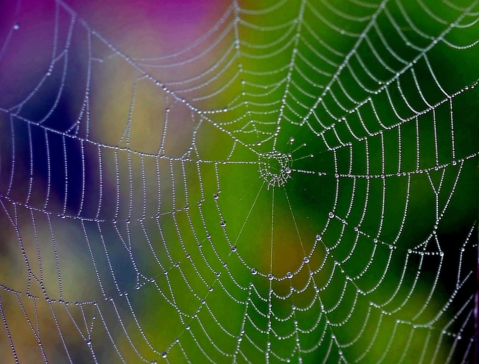 Spinnennetz