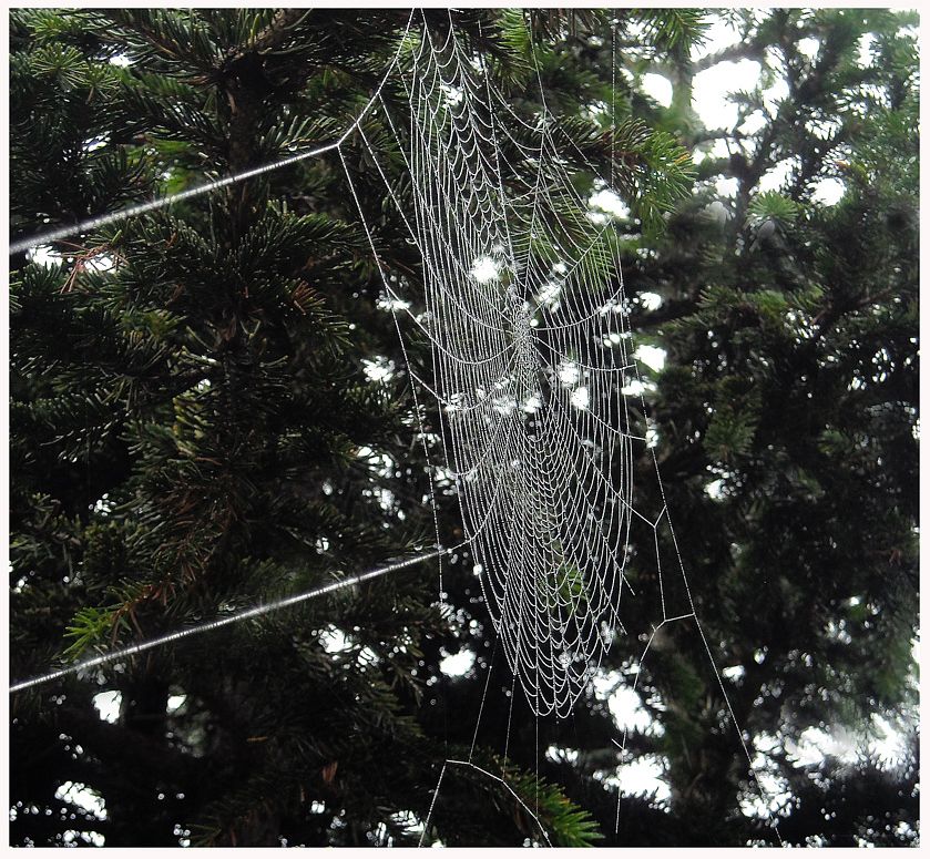 Spinnennetz