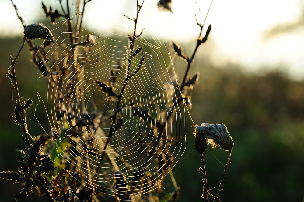SpinnennetzimMorgenlicht