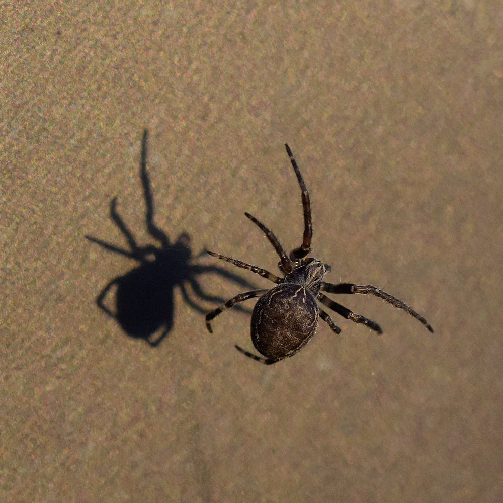 Spinnenschatten
