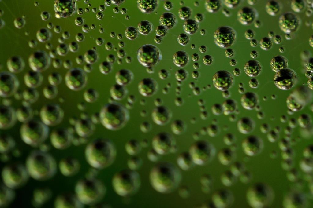 SPINNENWEBE 1