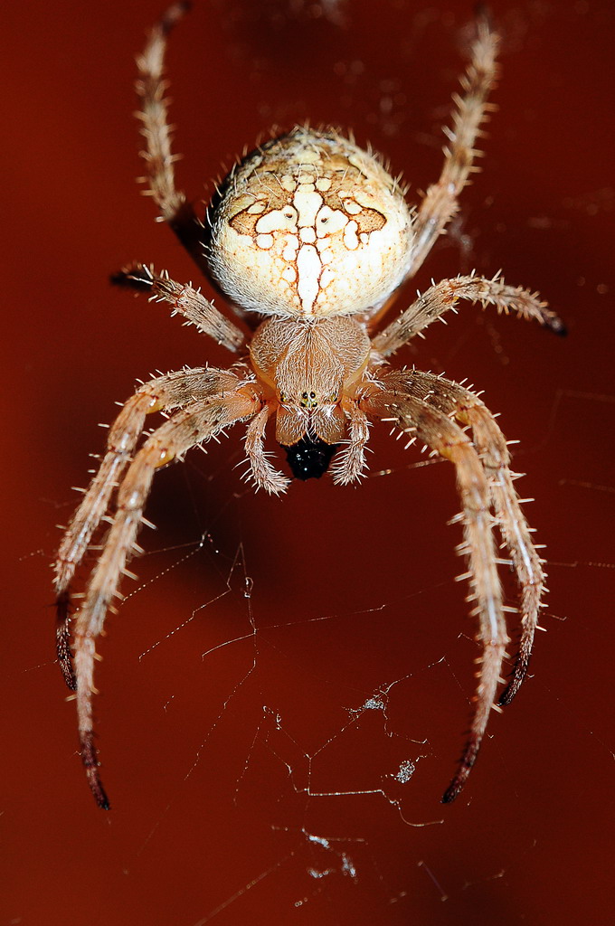 SpinneRiesner1a