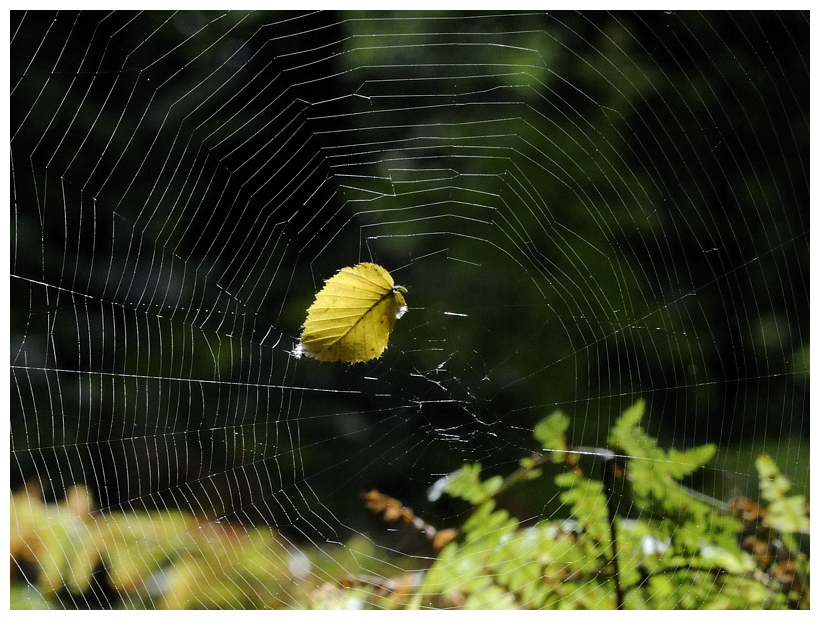 Spinnetz