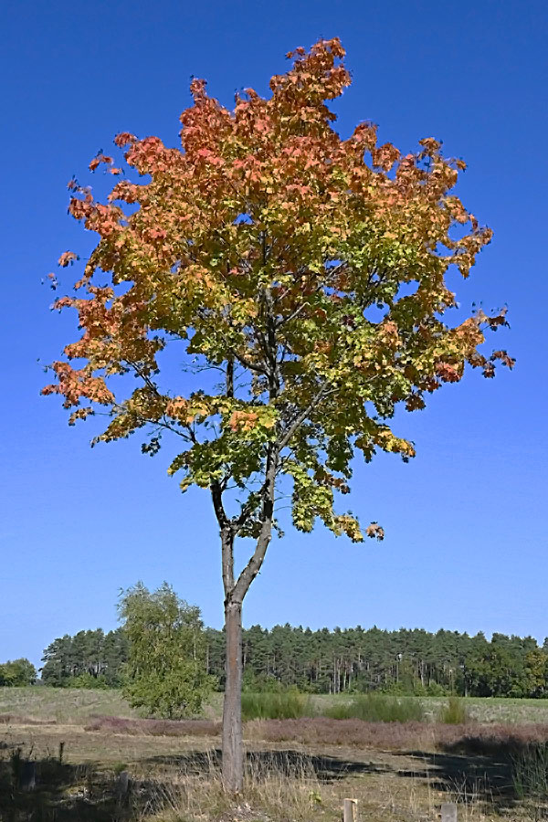 Spitzahorn_2.jpg