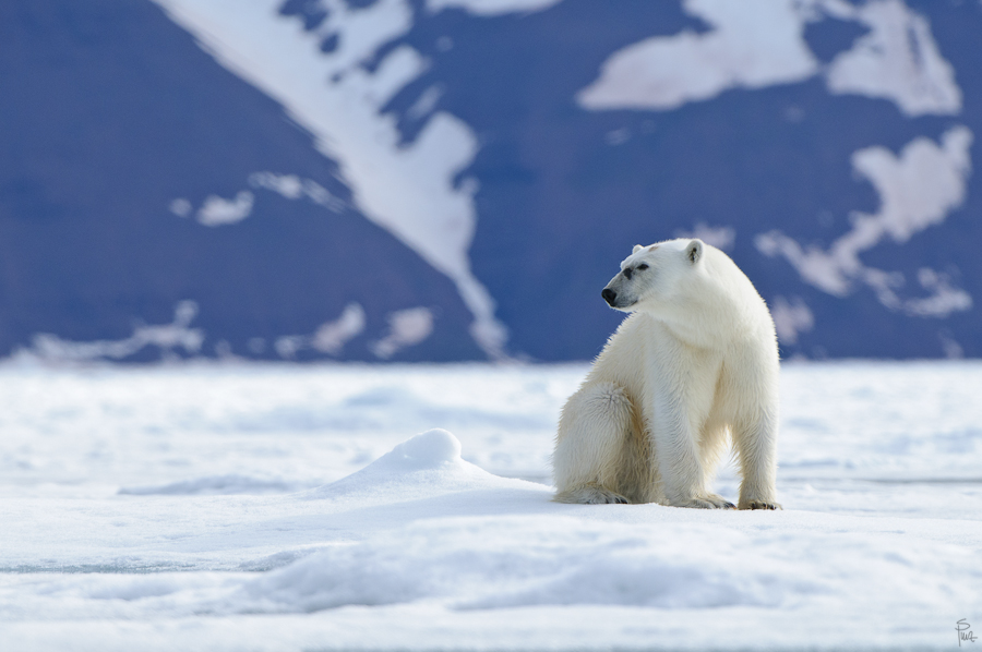 Spitzbergen 2011 SPE 2924 NFF