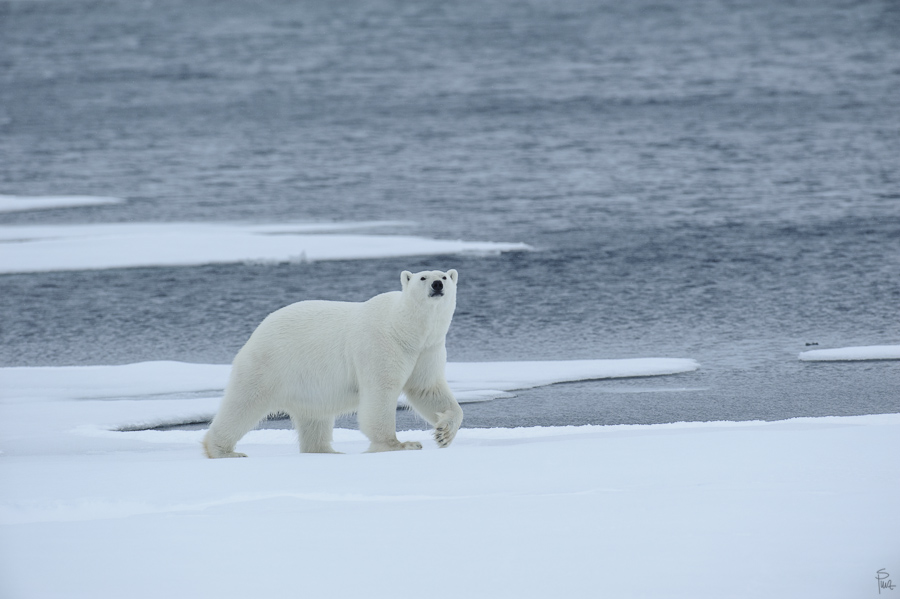 Spitzbergen 2012 SPE 0969 NFF