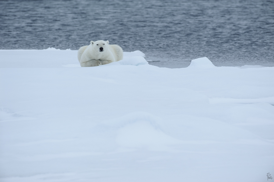 Spitzbergen 2012 SPE 1157 NFF