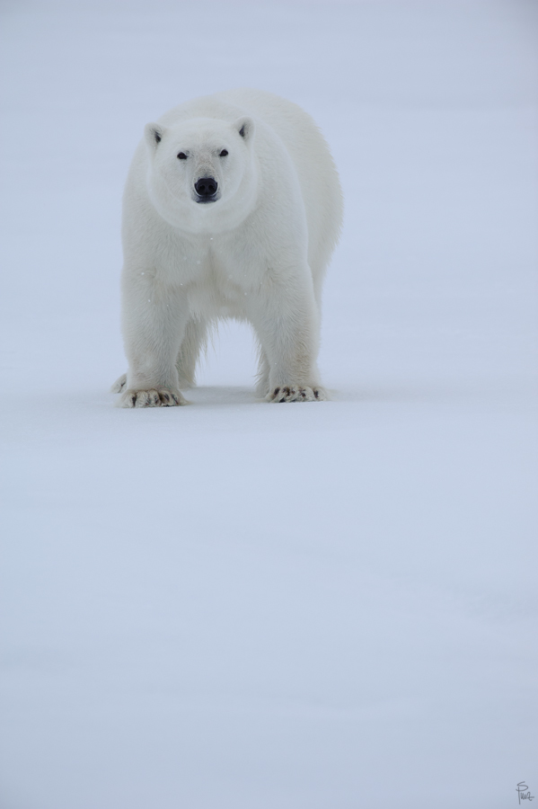 Spitzbergen 2012 SPE 1329 NFF