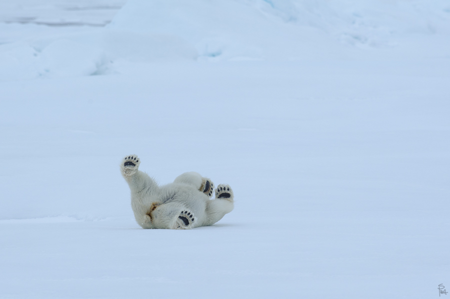 Spitzbergen 2012 SPE 1416 NFF