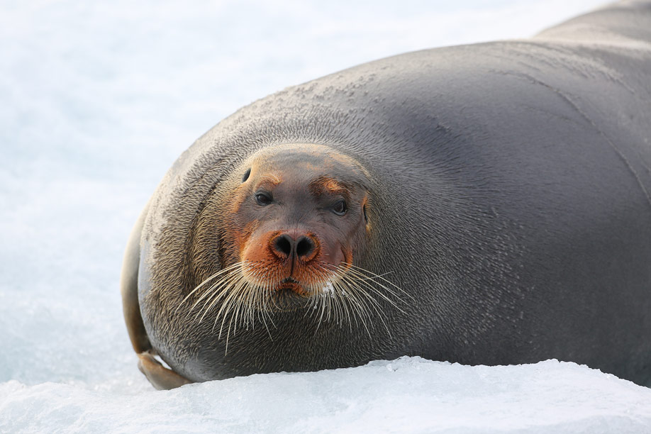 Spitzbergen 2013 JE 2711