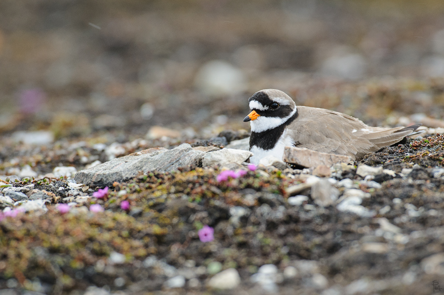 Spitzbergen 2013 SPE 06 0632 NFF