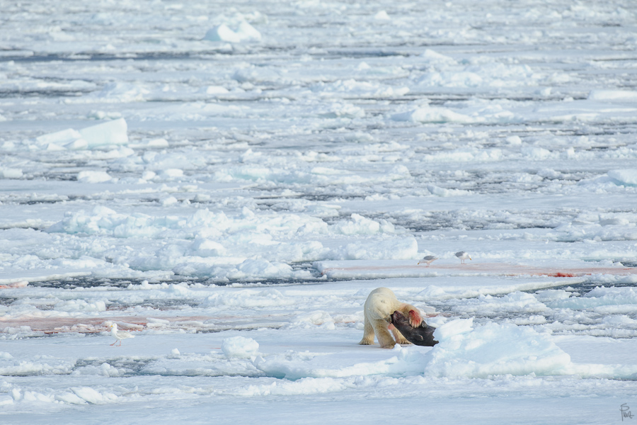 Spitzbergen 2013 SPE 06 1588 NFF