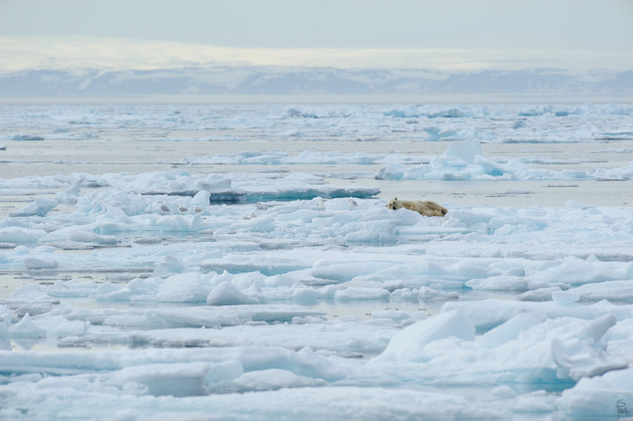 Spitzbergen 2013 SPE 06 2330 NFF