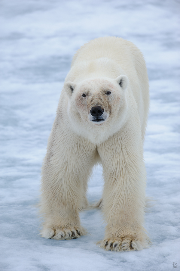 Spitzbergen 2013 SPE 06 3036 NFF