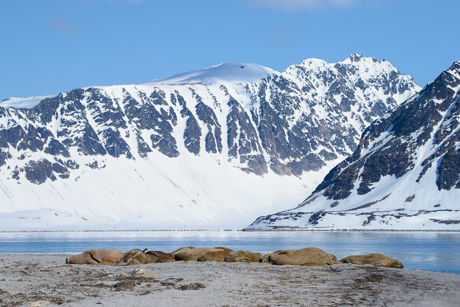 Spitzbergen 2015 SPE 02 DSC8188