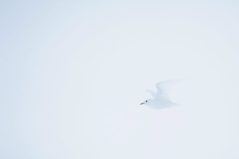 Spitzbergen 2015 SPE 09 DSC3497