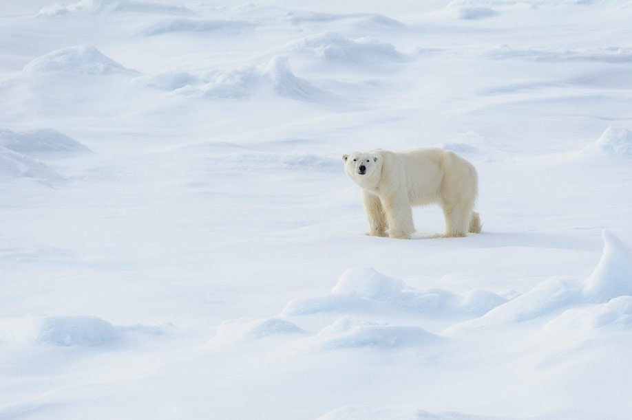 Spitzbergen 2015 SPE 10 DSC3700