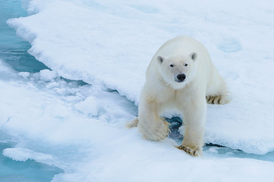 Spitzbergen 2015 SPE 20 DSC8936