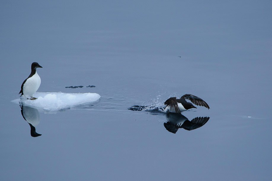 Spitzbergen 2015 SPE 21 DSC4465