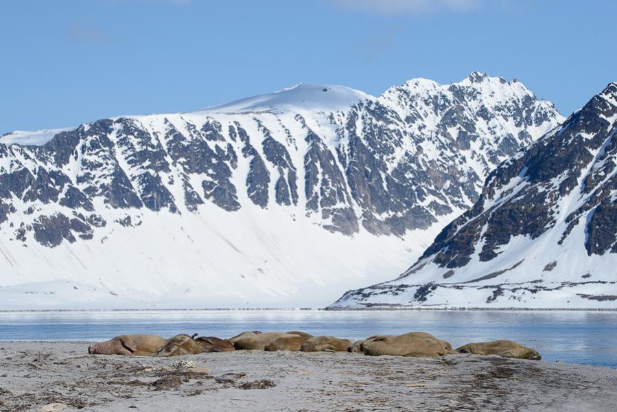 Spitzbergen 2015 SPE DSC8188