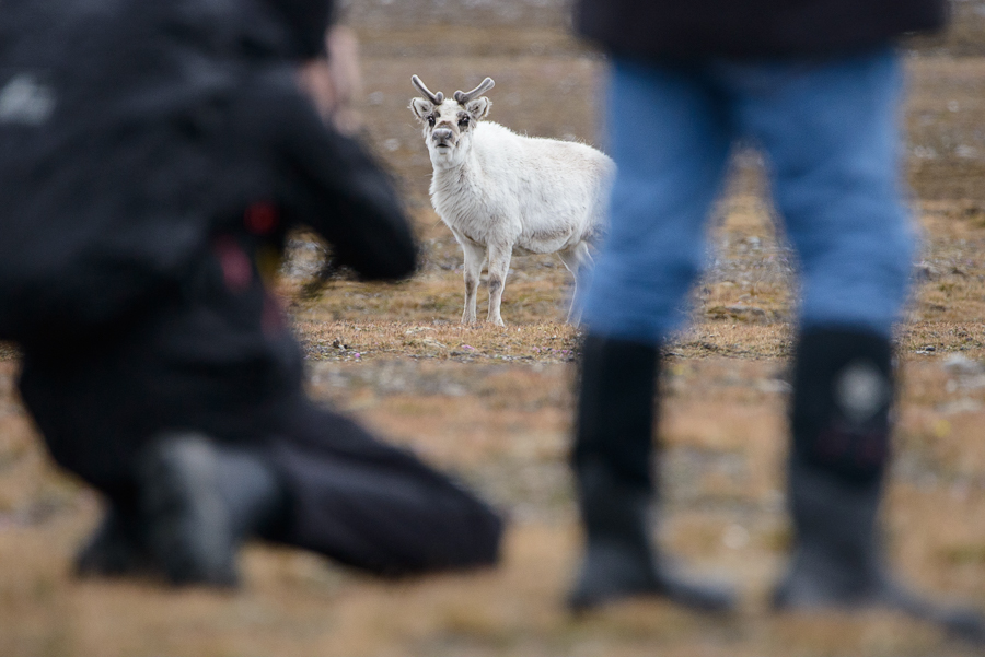 Spitzbergen 2015 SPE DSC9301