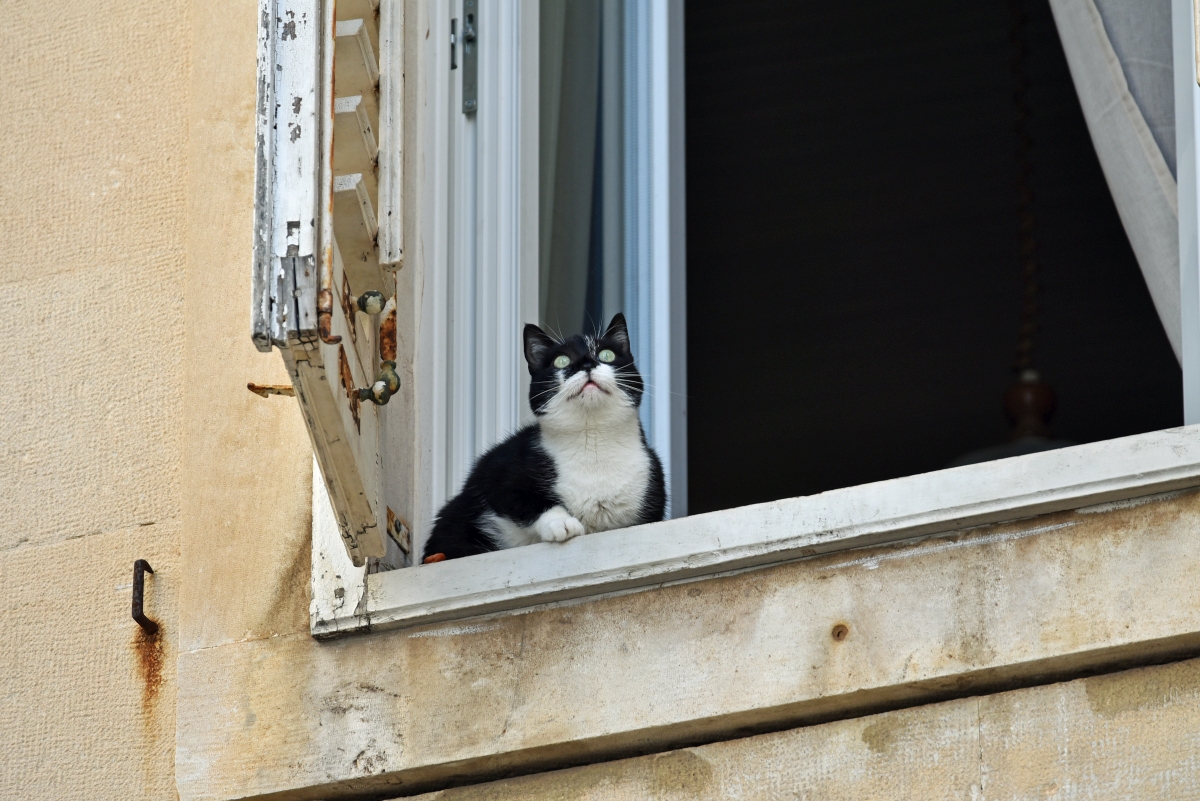 split_vis_katze.jpg