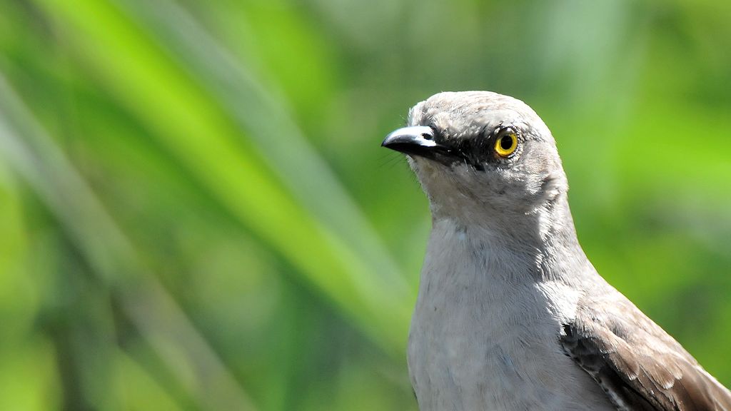 Spottdrossel (Northern Mockingbird)
Botanischer Garten, Georgetown
9552