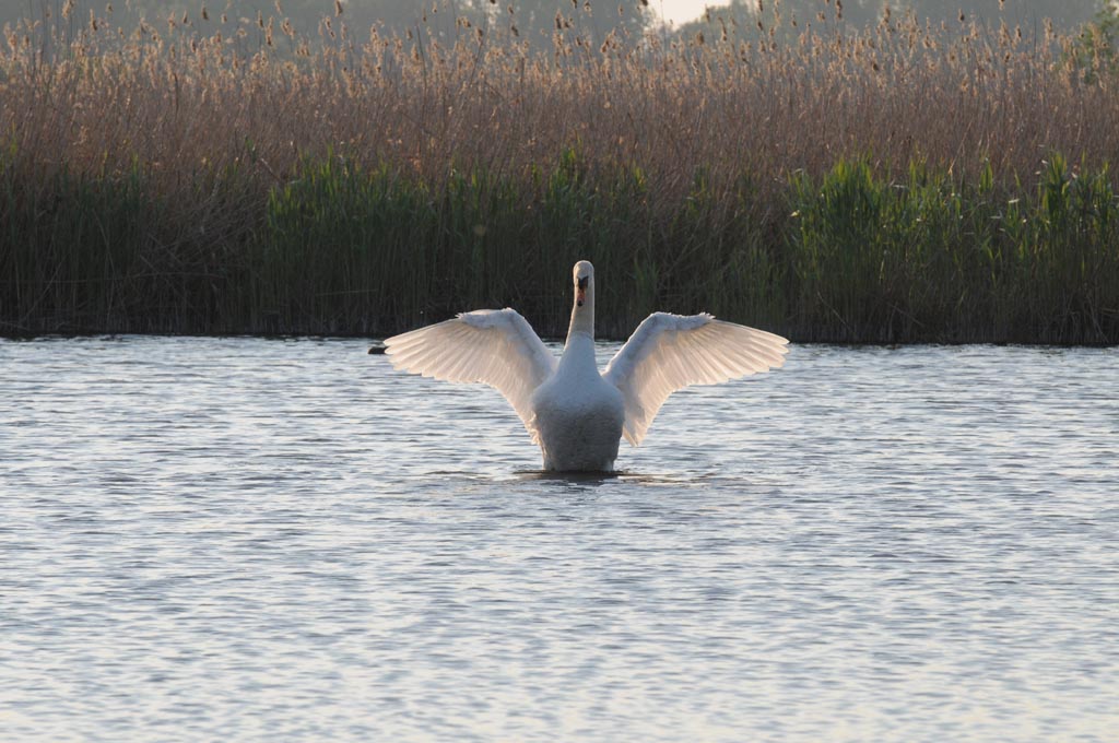 Spread Your Wings