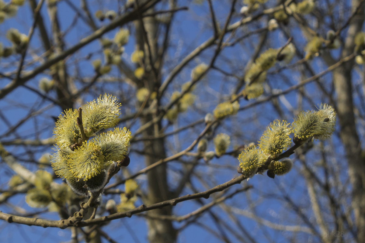 spring 0170