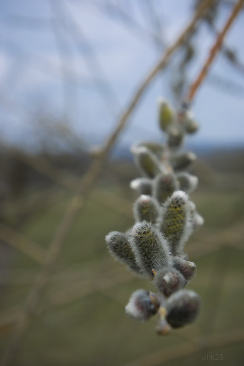 spring 0177