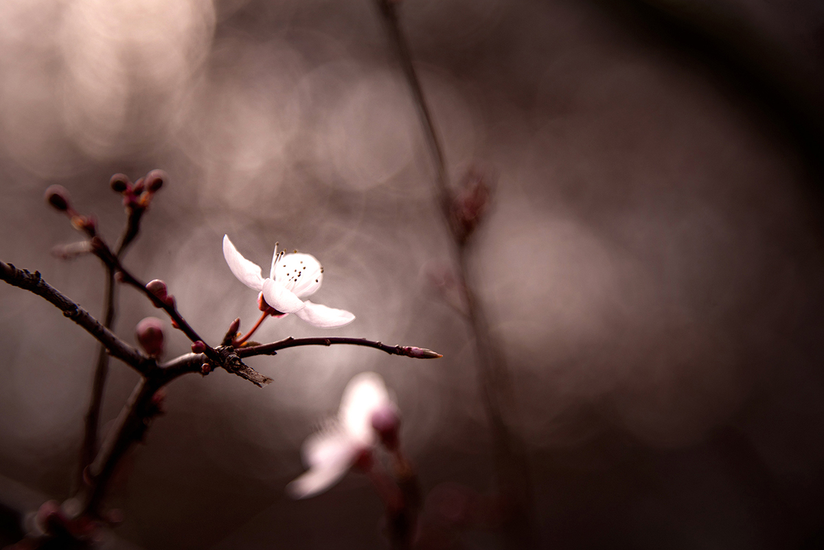 Spring is coming