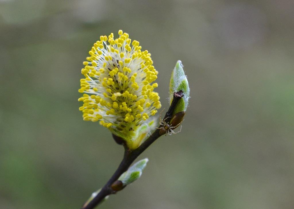 spring