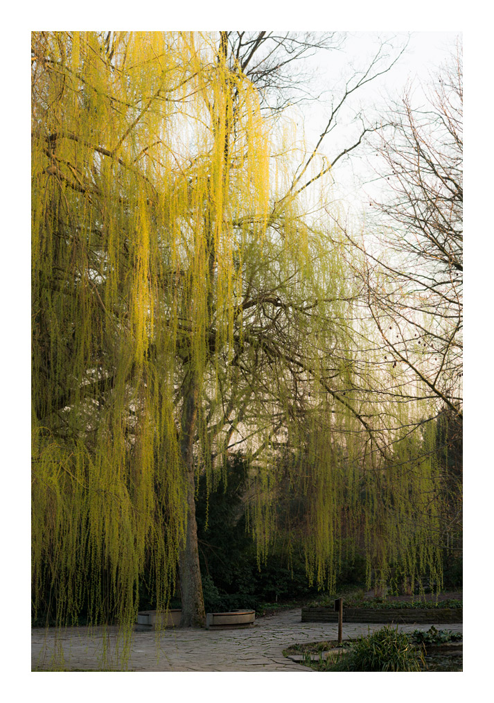 spring