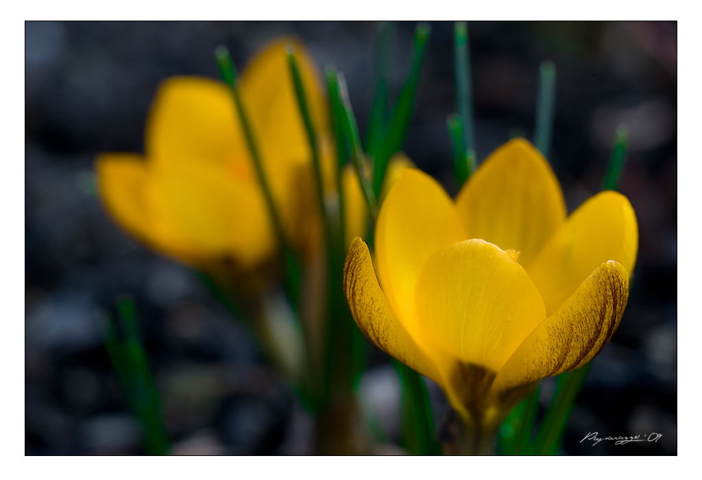 spring2