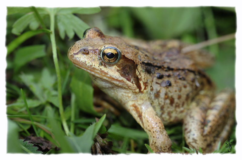 Springfrosch (Rana dalmatina)